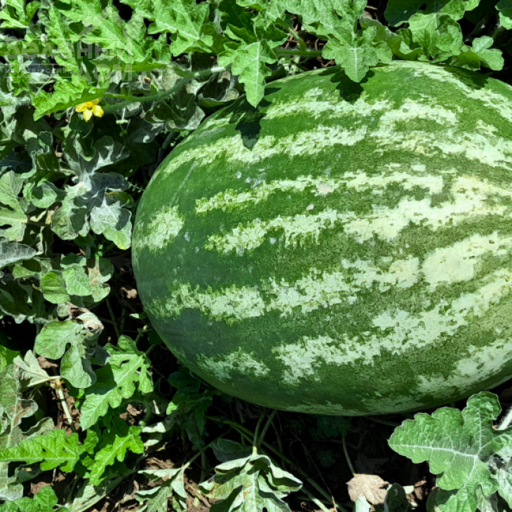 Квантум F1 / Kvantum F1 фото 1