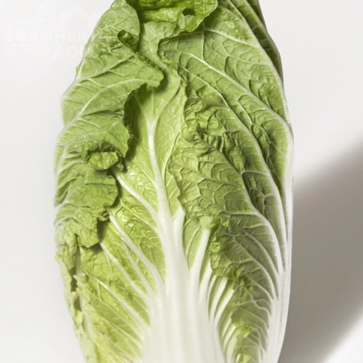 Ориент Стар F1 / Orient Star F1,55 дней фото 1