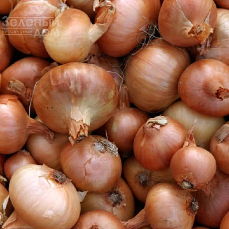 Августа / Augusta,260-280 дней фото 1