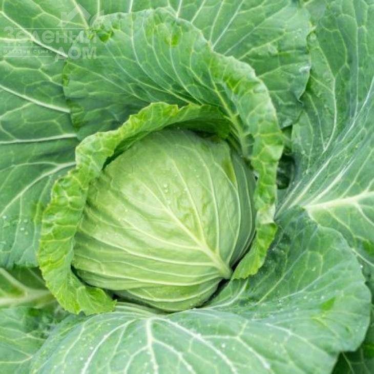 Білосніжка / Belosnezhka фото 1