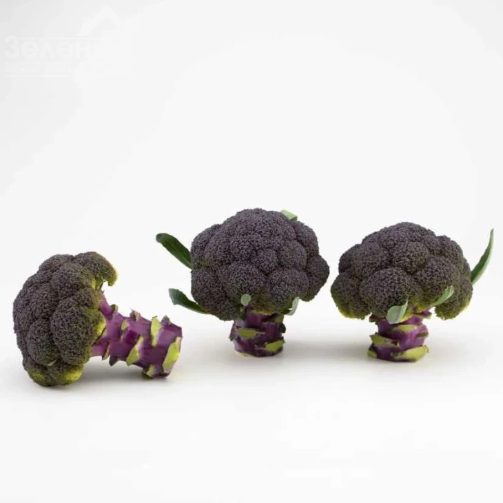 Пьорпл Меджик F1 / Purple Magic F1, 70-85 дней фото 1