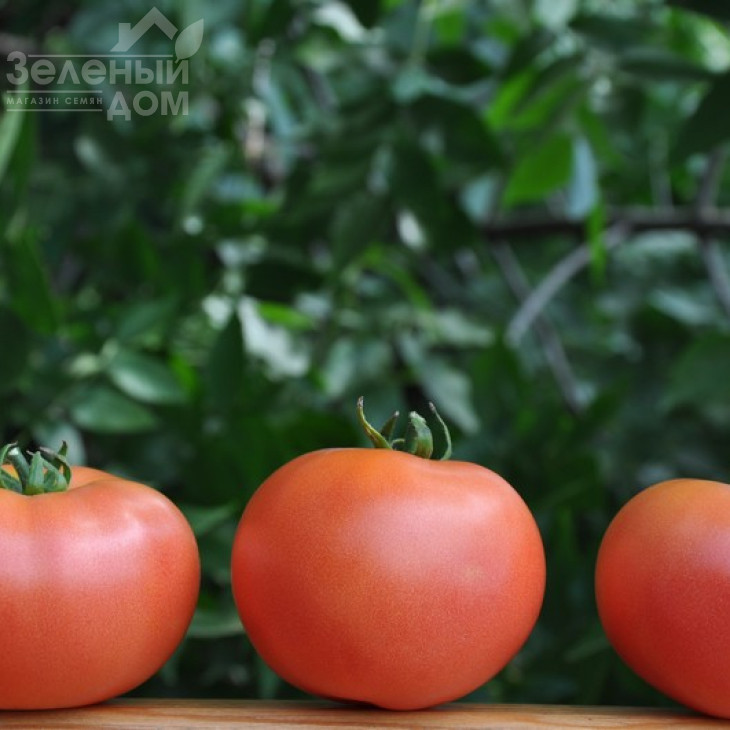 Фенда F1 / Fenda F1,60-65 днів фото 2