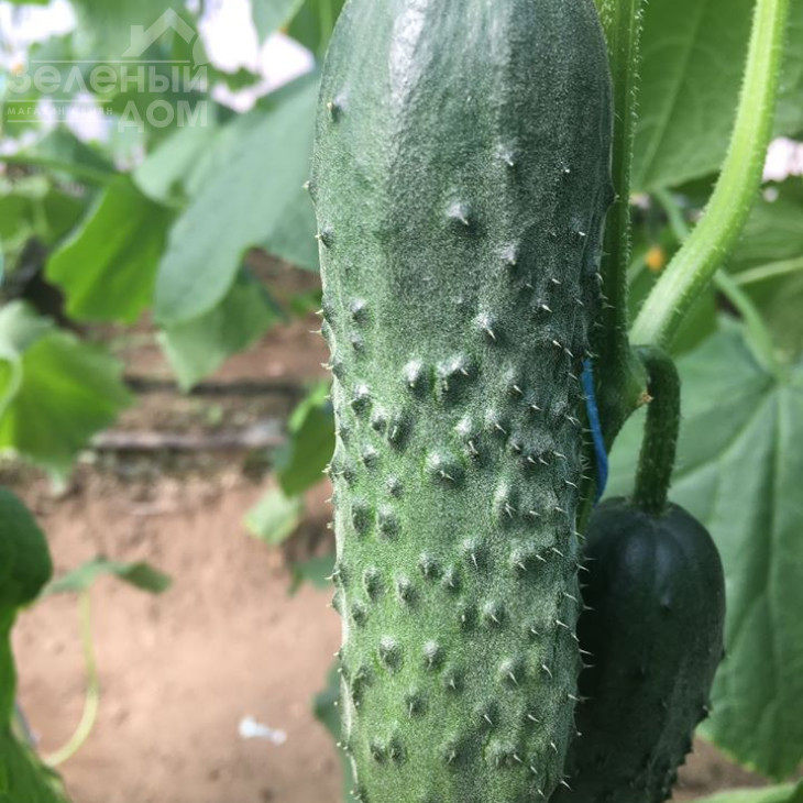 Бйорн F1 / Bjorn F1,42-45 днів фото 3