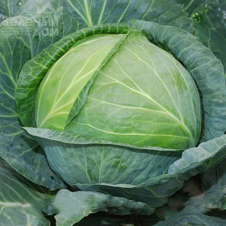 Супер Колобок F1 / Super Kolobok F1 фото 1