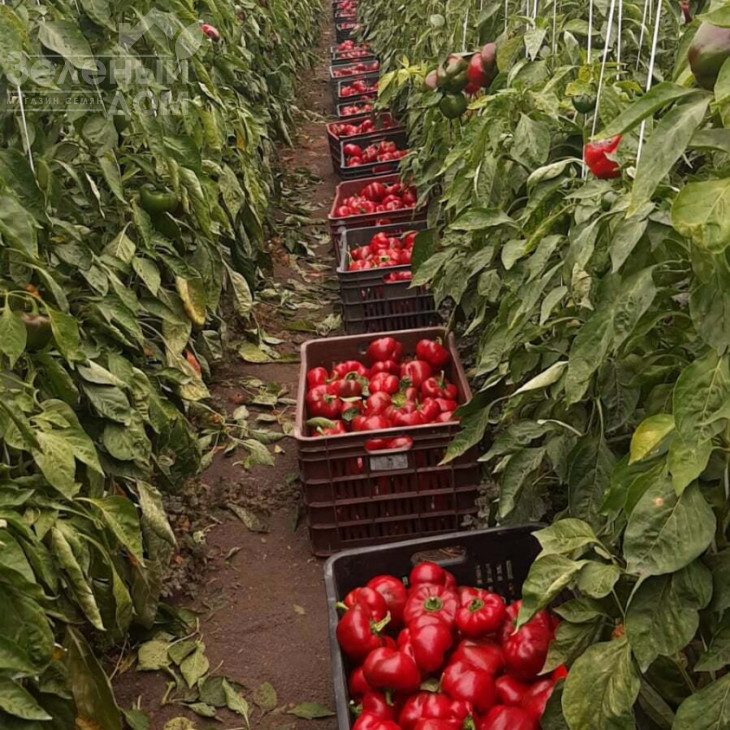 Топепо Россо - Флумери / Topepo Rosso - Flumeri, 67-70 днів фото 2