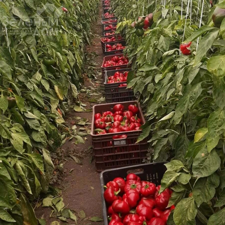 Топепо Россо - Флумери / Topepo Rosso - Flumeri, 67-70 днів фото 2