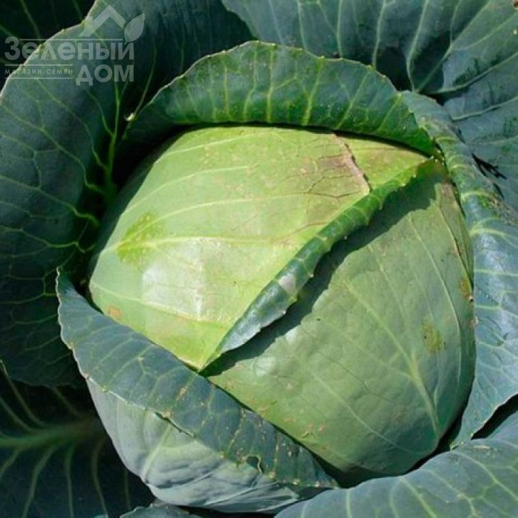 Галікан F1 / Galikan F1,65-70 днів фото 1