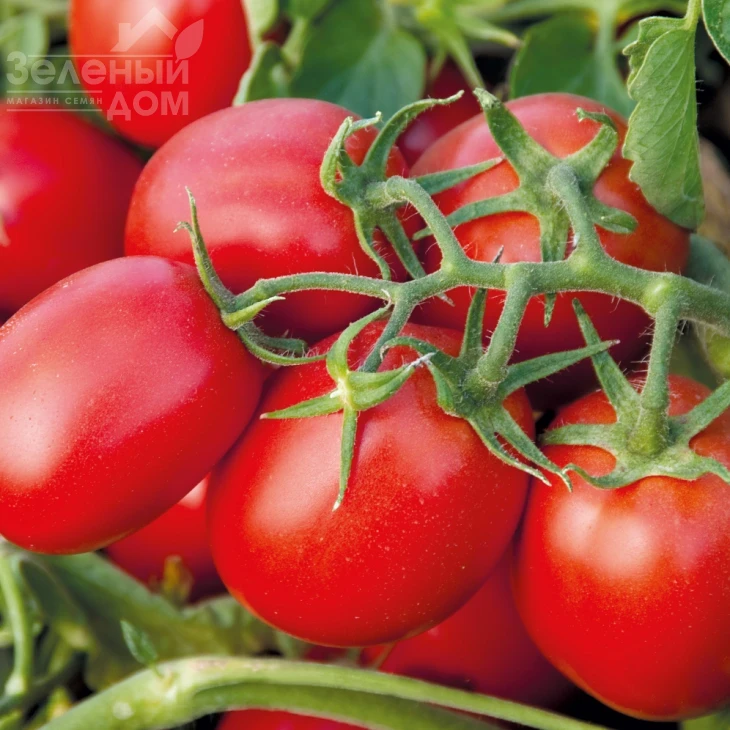 Суоми F1 / Suomi F1,75-80 дней фото 1