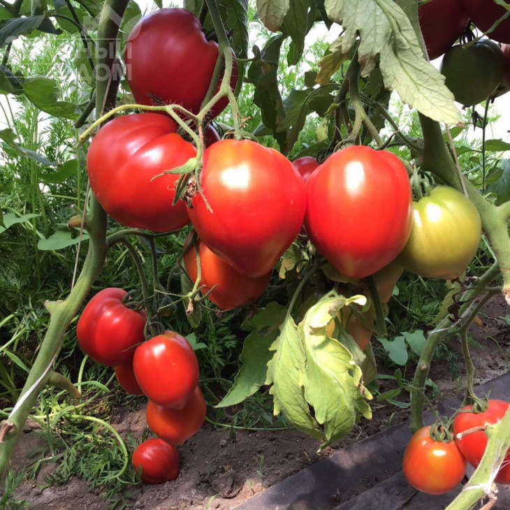 Массон F1 / Masson F1 фото 3