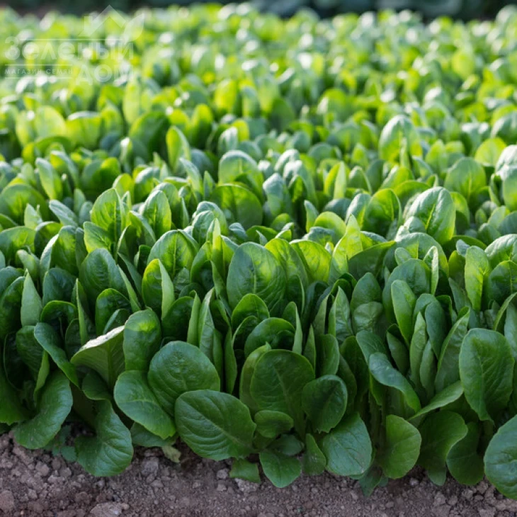 Дейволт / Daywalt фото 2