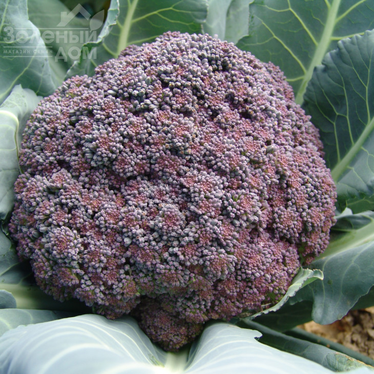 Міранда / Miranda,95-105 днів фото 1