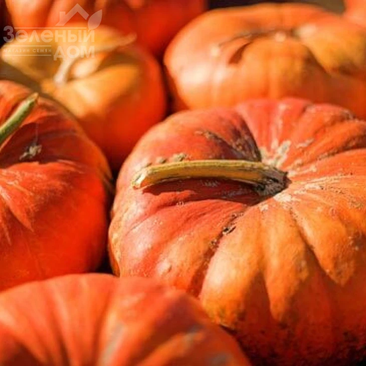 Мускат де Прованс / Muskat de Provans фото 1