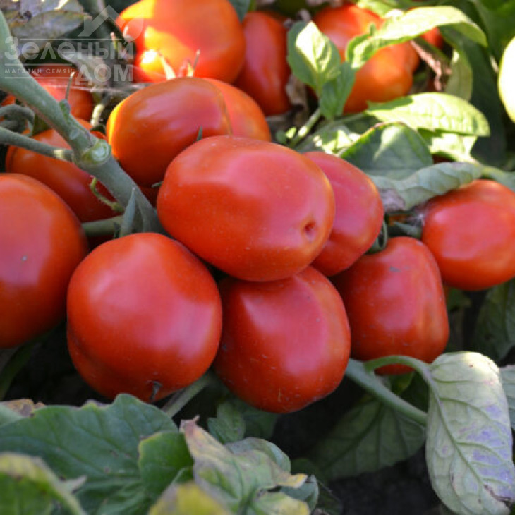 Грандо F1 / Grando F1,95 днів фото 3