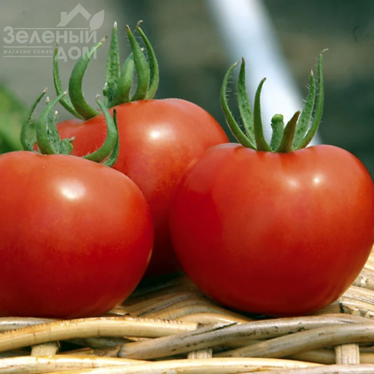 Силуэт F1 / Siluet F1,70-75 дней фото 1