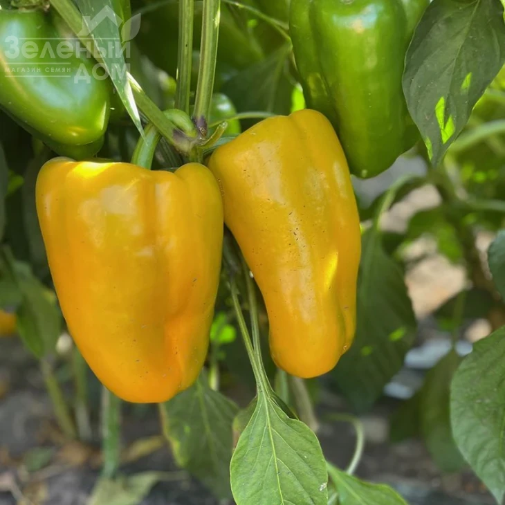 Санта F1 / Santa F1,60 дней             фото 1