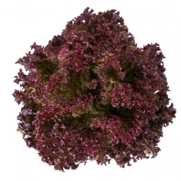 Сатин / Satine фото 1