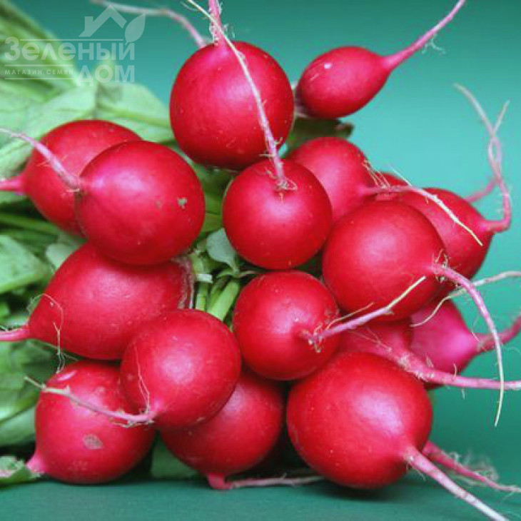 Гранат / Granat,20 днів фото 1