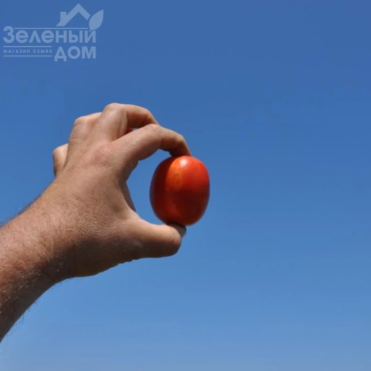 Бостон F1 / Boston F1, 115-120 дней фото 1