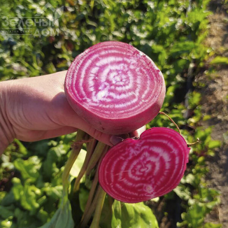 Чіогіа Гардсмарк / Chiogia Gardsmark, 100-110 днів фото 3