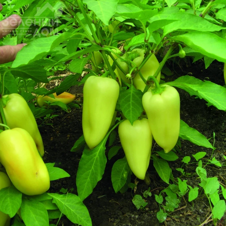 Лумина / Lumina  фото 1