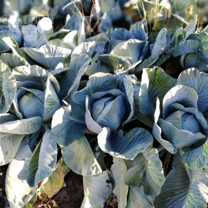 Алекса F1 / Alexa F1, 120-125 дней фото 4