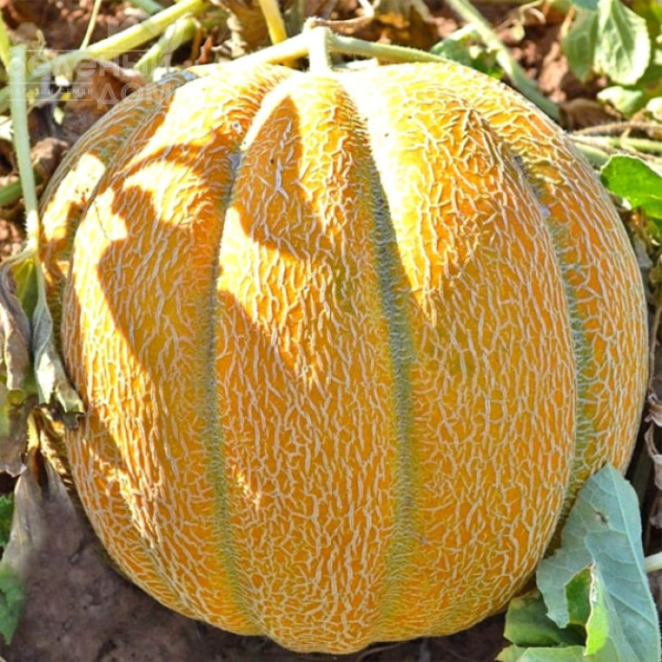 Бест Джамбо / Best Dzhambo фото 1