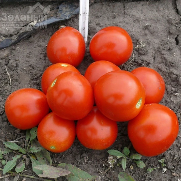 1855 F1 / 1855 F1, 80 дней фото 3