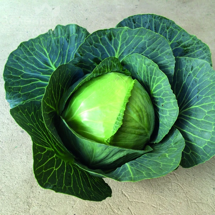 Алтос F1 / Altos F1 фото 1