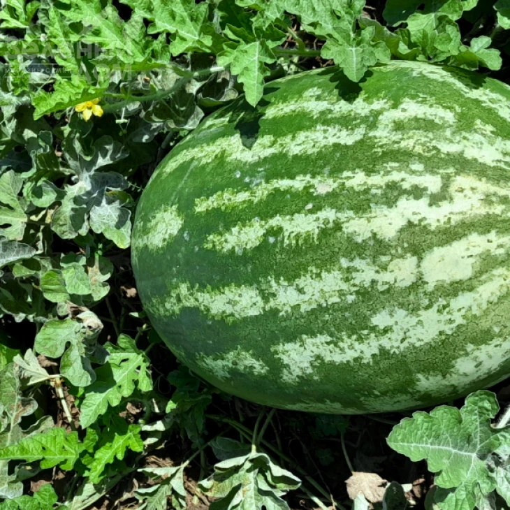 Квантум F1 / Kvantum F1 фото 1