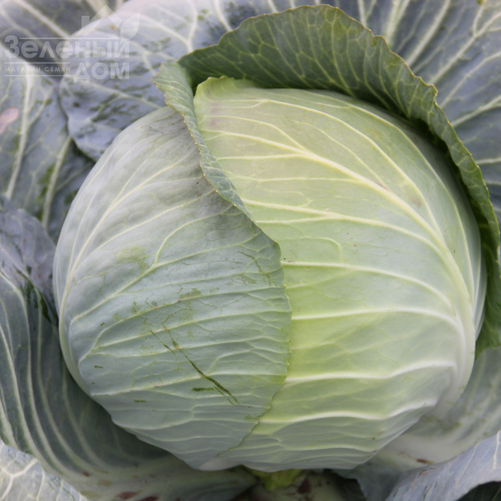 Гарантія F1 / Harantia F1,120-130 днів фото 3