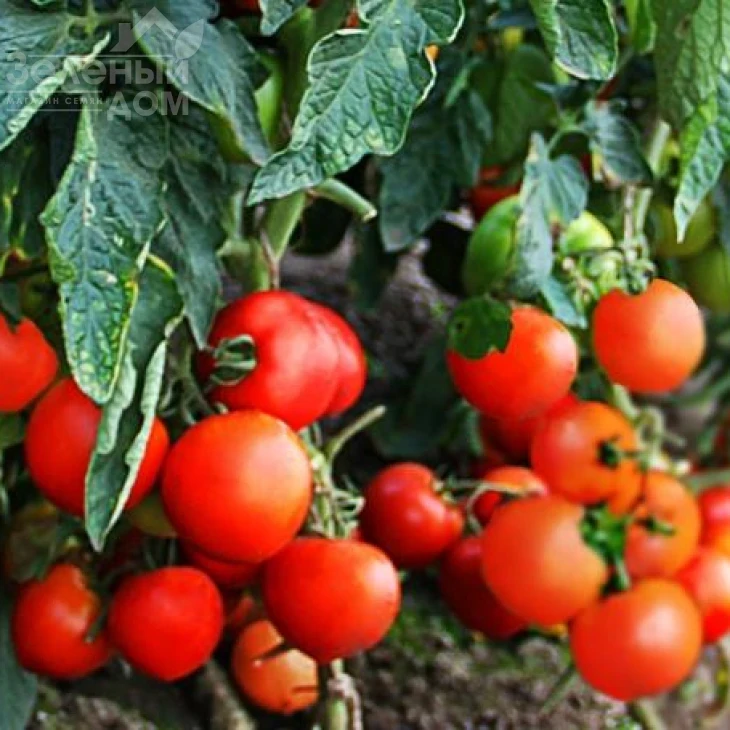 Даруна F1 / Daruna F1,115 дней фото 2