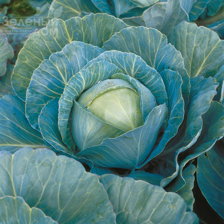 Кілагерб F1 / Kilaherb F1,110-115 днів фото 1