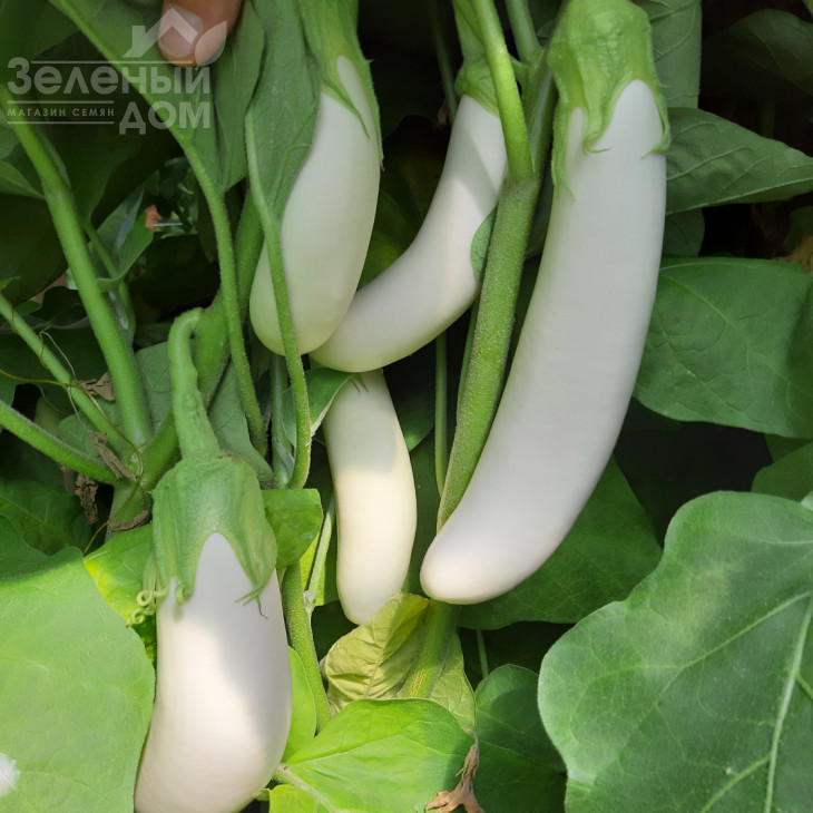 Мобі Дік F1 / Moby Dik F1, 65-70 днів фото 1