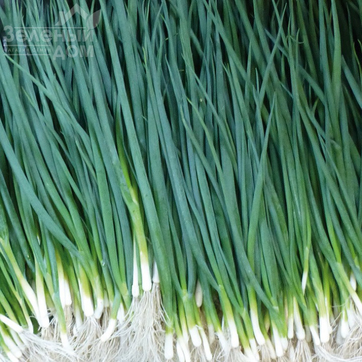 Вулкан / Vulkan,65-70 днів фото 1