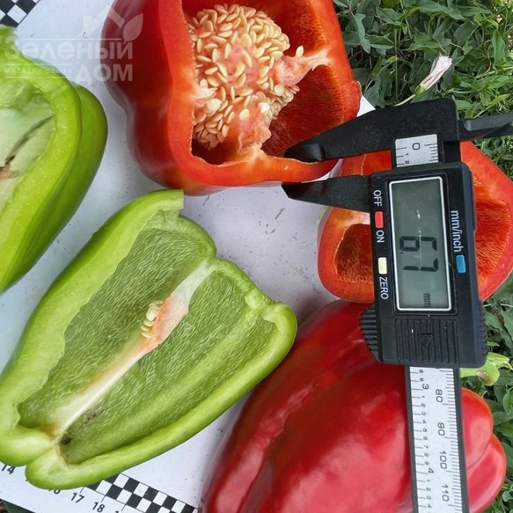 Кора F1 / Kora F1,60-65 дней фото 3