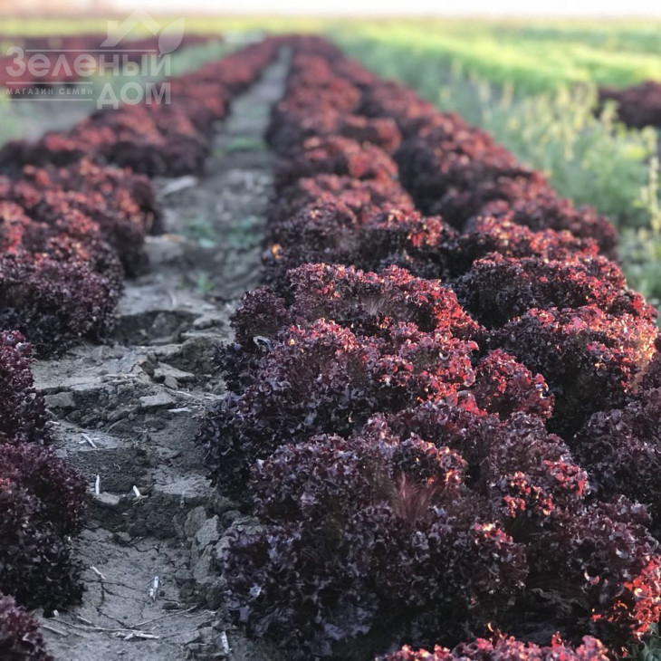 Бахус / Bacchus фото 1