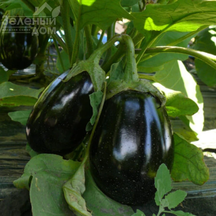 Чемодан F1 / Chemodan F1,90-105 дней фото 4