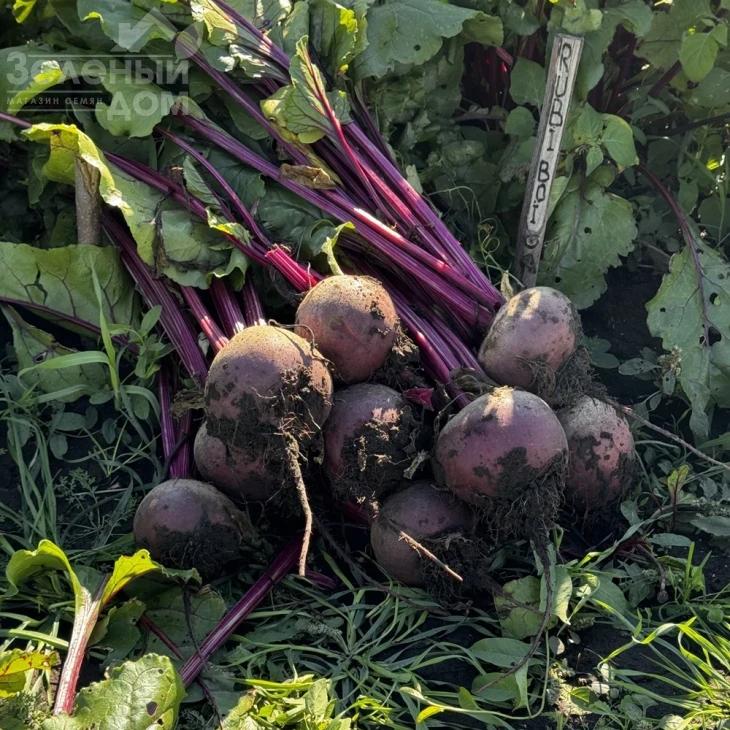 Руби Бой F1 / Ruby Boy F1, 100-105 дней фото 4