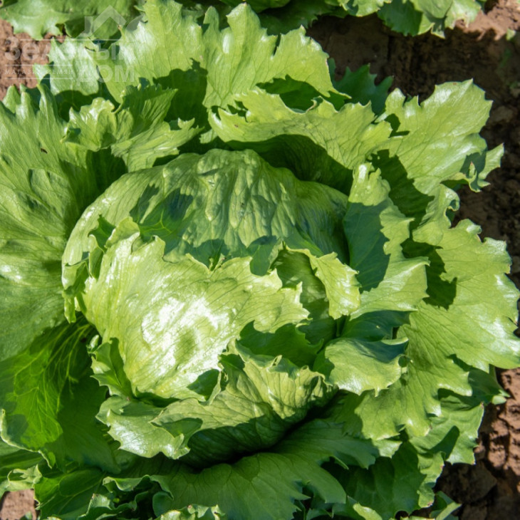 Даніло / Danilo фото 1