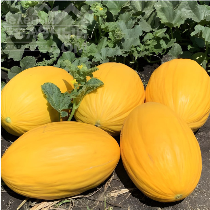 Віфак F1 / Wifak F1, 65–70 днів фото 1