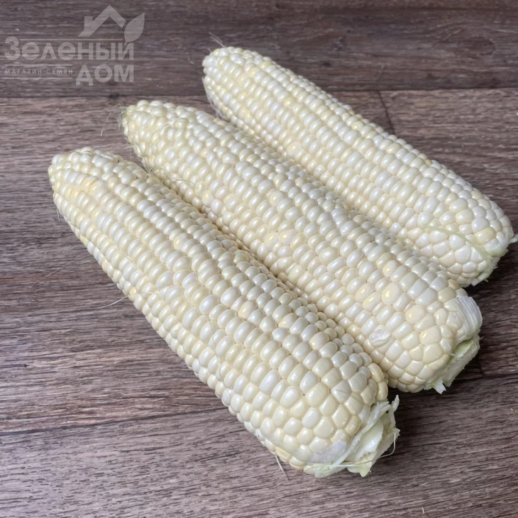 Вайт Туз F1 / White Tuz F1, 65-67 дней фото 2