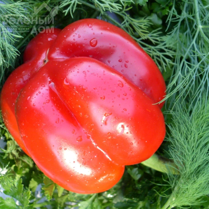 Подарок Молдовы / Podarok Moldovy фото 1