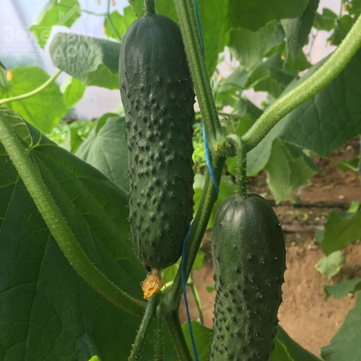 Бйорн F1 / Bjorn F1,42-45 днів фото 5