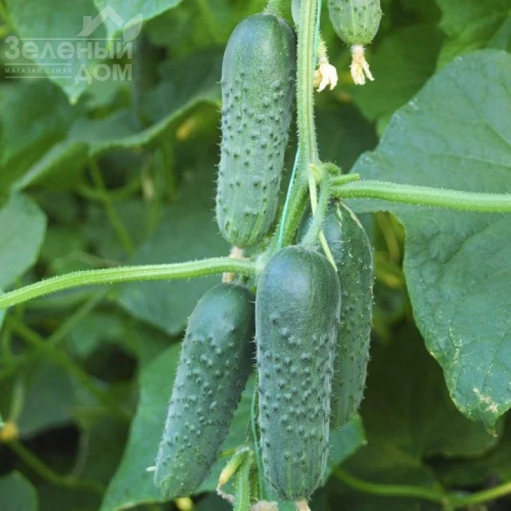 Маша F1 / Masha F1,40-45 дней фото 1