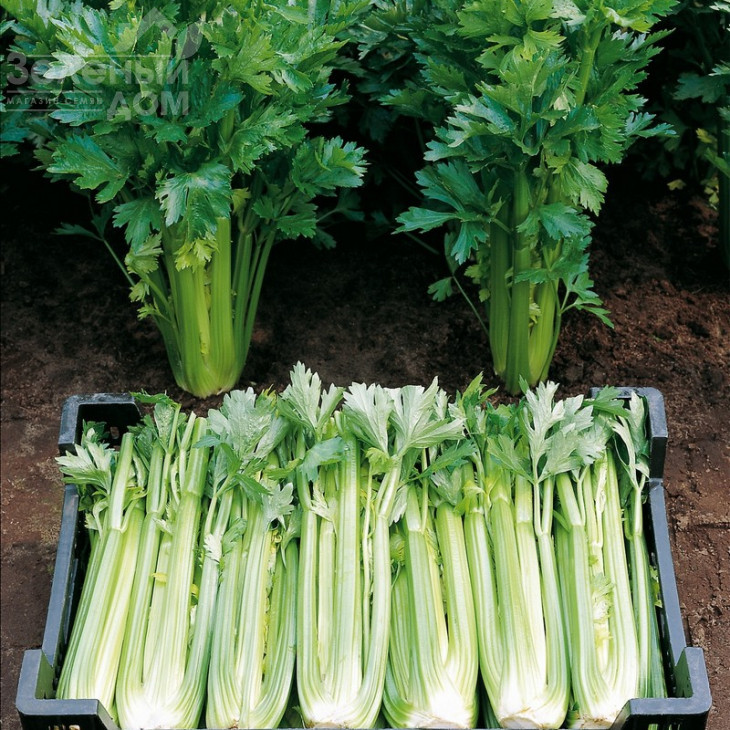 Сієнна F1 / Sienna F1 фото 1