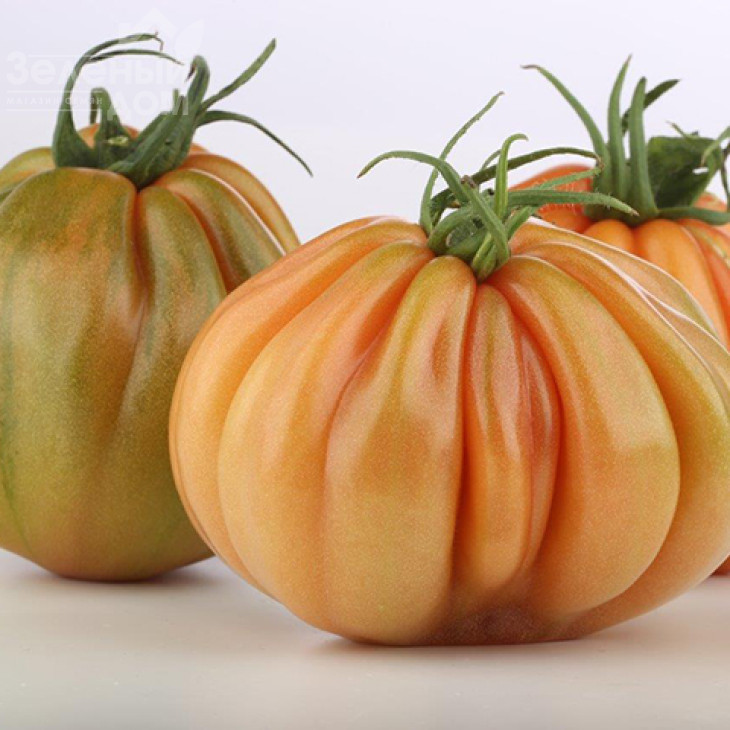 Таркюто F1 / Tarquito F1 фото 1