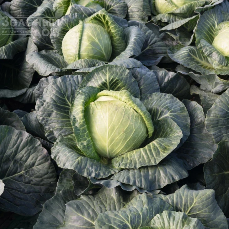 Краутман F1 / Krautman F1,100 дней фото 1