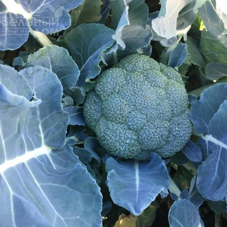 Вавилон F1 / Vavylon F1,65-70 дней фото 3