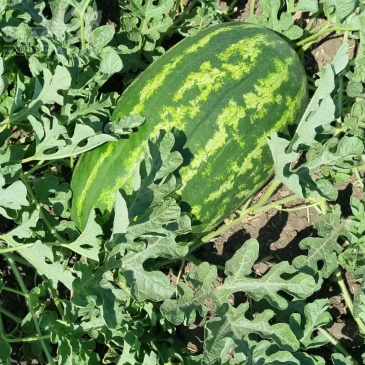 Илювиум F1 / Iliyuvium F1, 70-75 дней фото 2