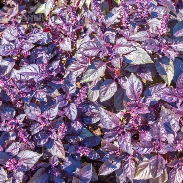 Ред Рубин / Red Rubin,34-40 дней фото 1